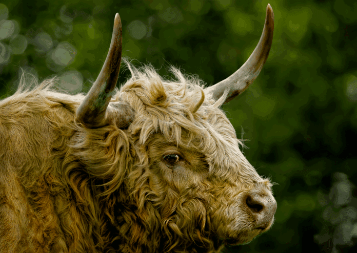 Top 10 cattle exporters in Argentina
